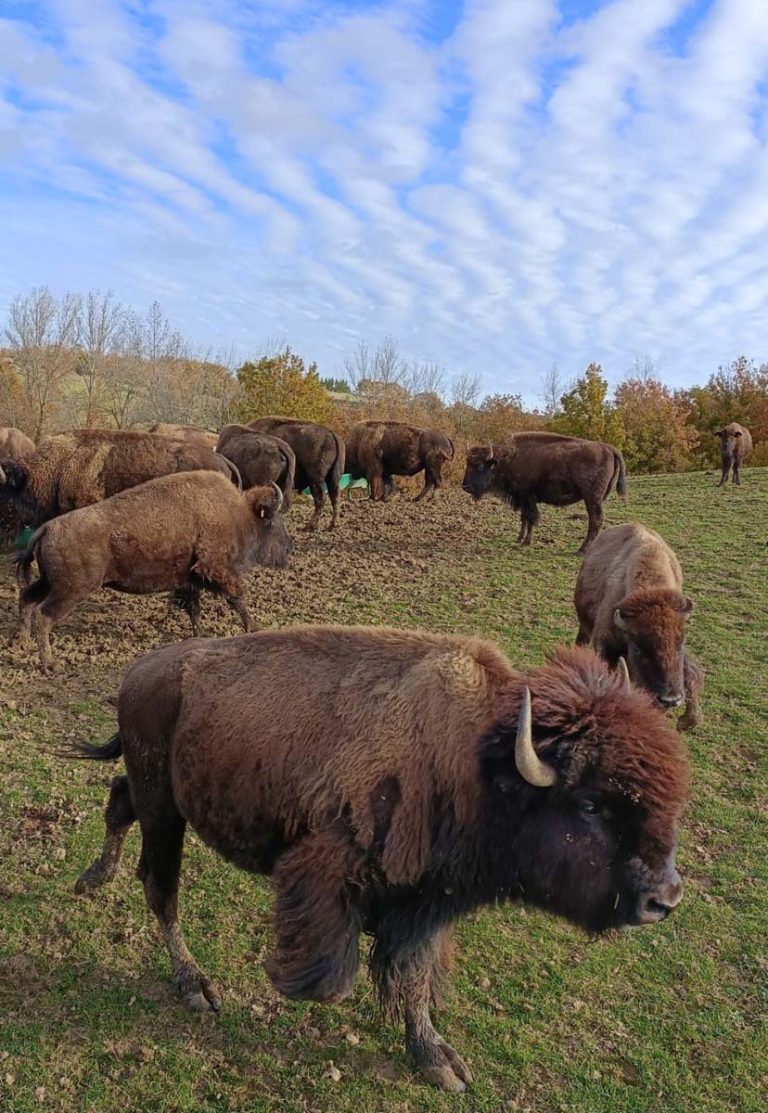 la ferme aux bisons 2024 11
